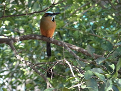 Eumomota superciliosa