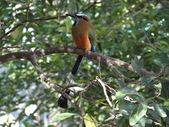 Eumomota superciliosa