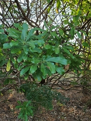 Cascabela ovata