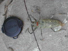 Batocera humeridens