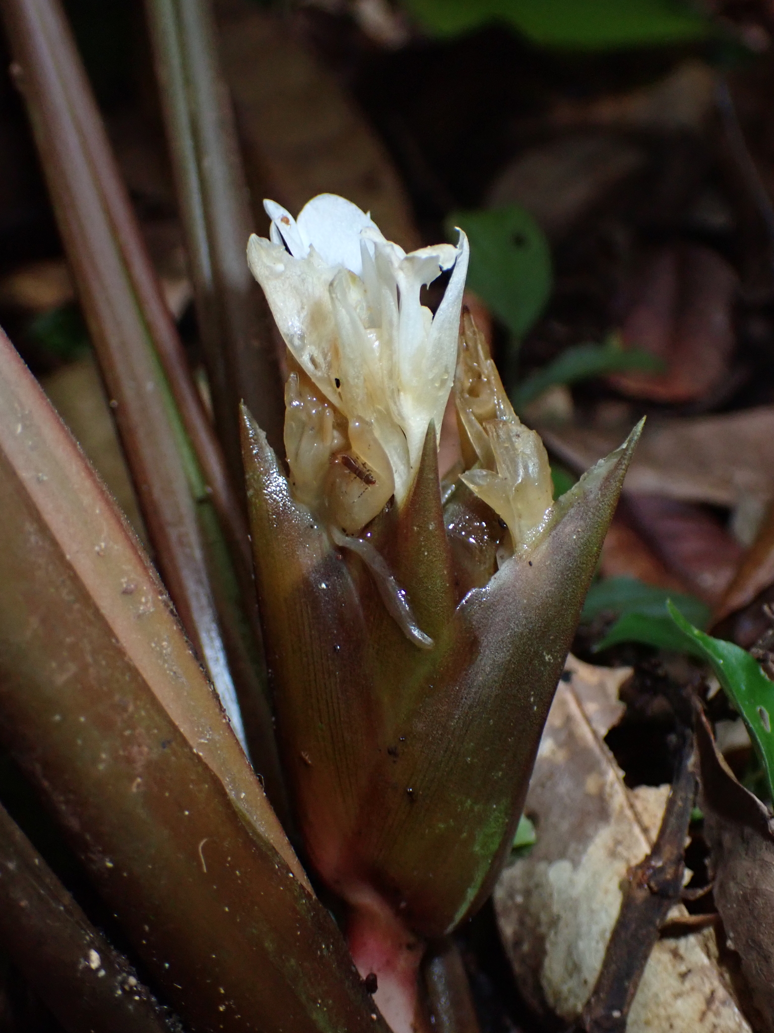 Goeppertia propinqua (Poepp. & Endl.) Borchs. & S.Suárez 2