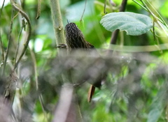 Thripadectes melanorhynchus