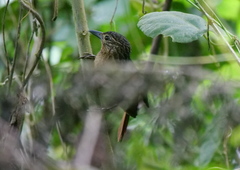 Thripadectes melanorhynchus