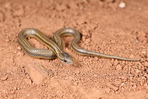 Eight-lined Keelback