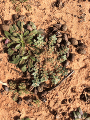 Lepidium lasiocarpum wrightii