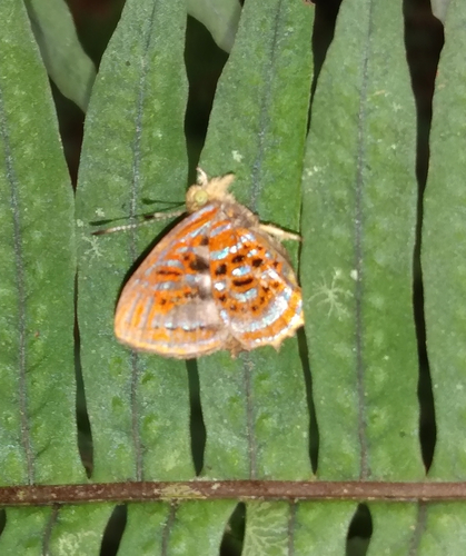 Sarota acanthoides