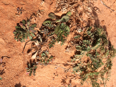 Lepidium lasiocarpum wrightii
