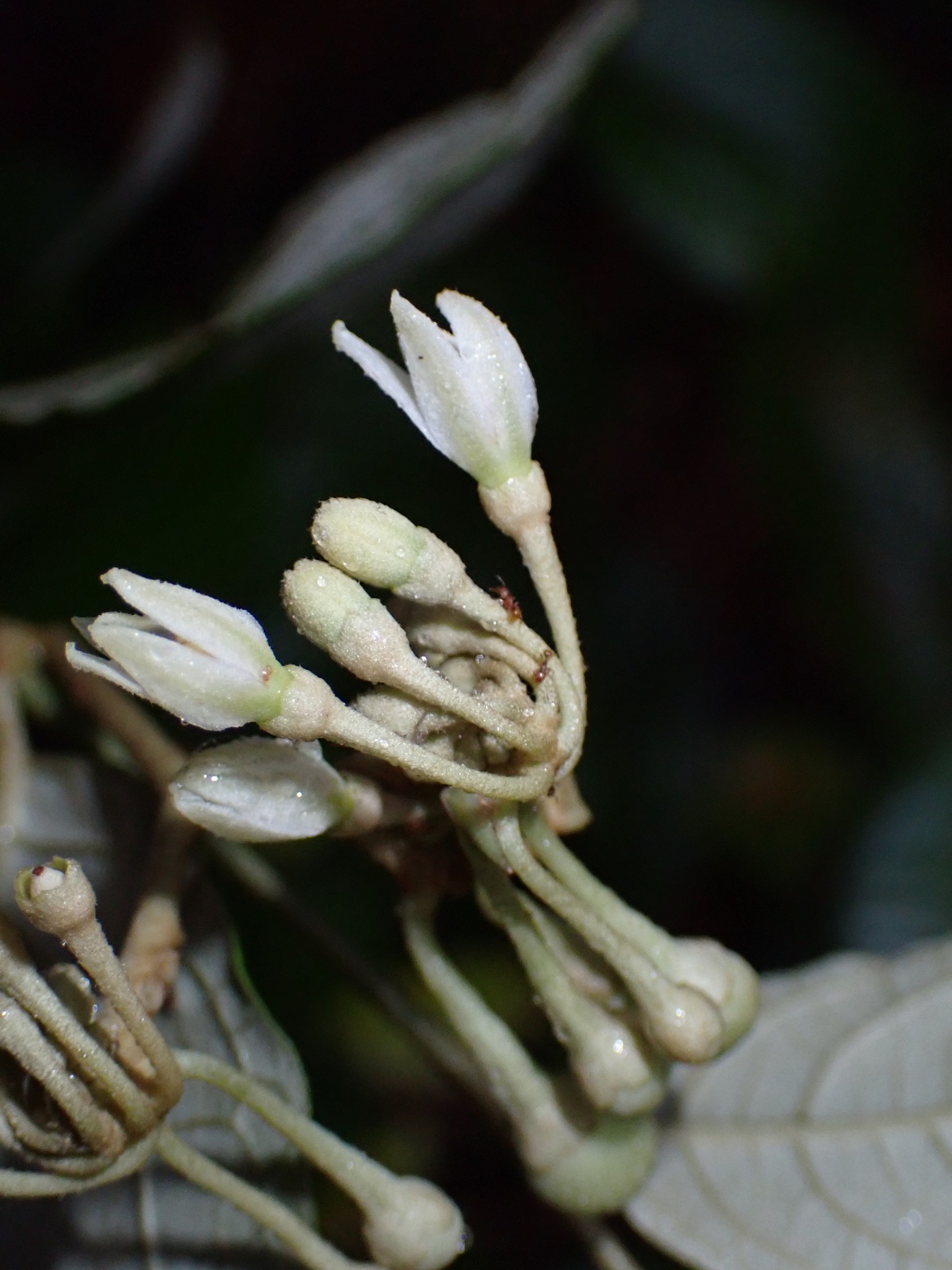 Imagem de Solanum schlechtendalianum