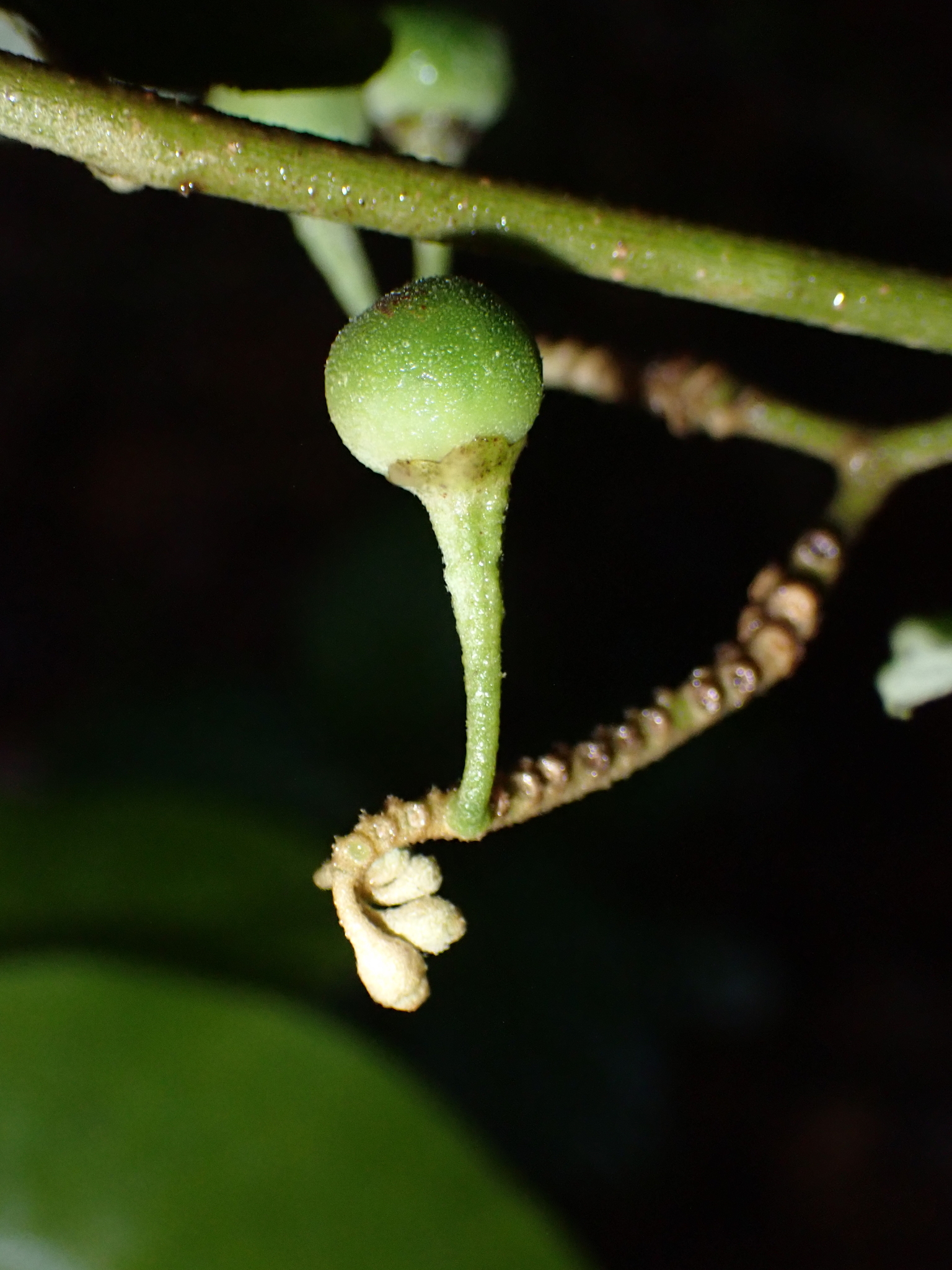 Imagem de Solanum schlechtendalianum