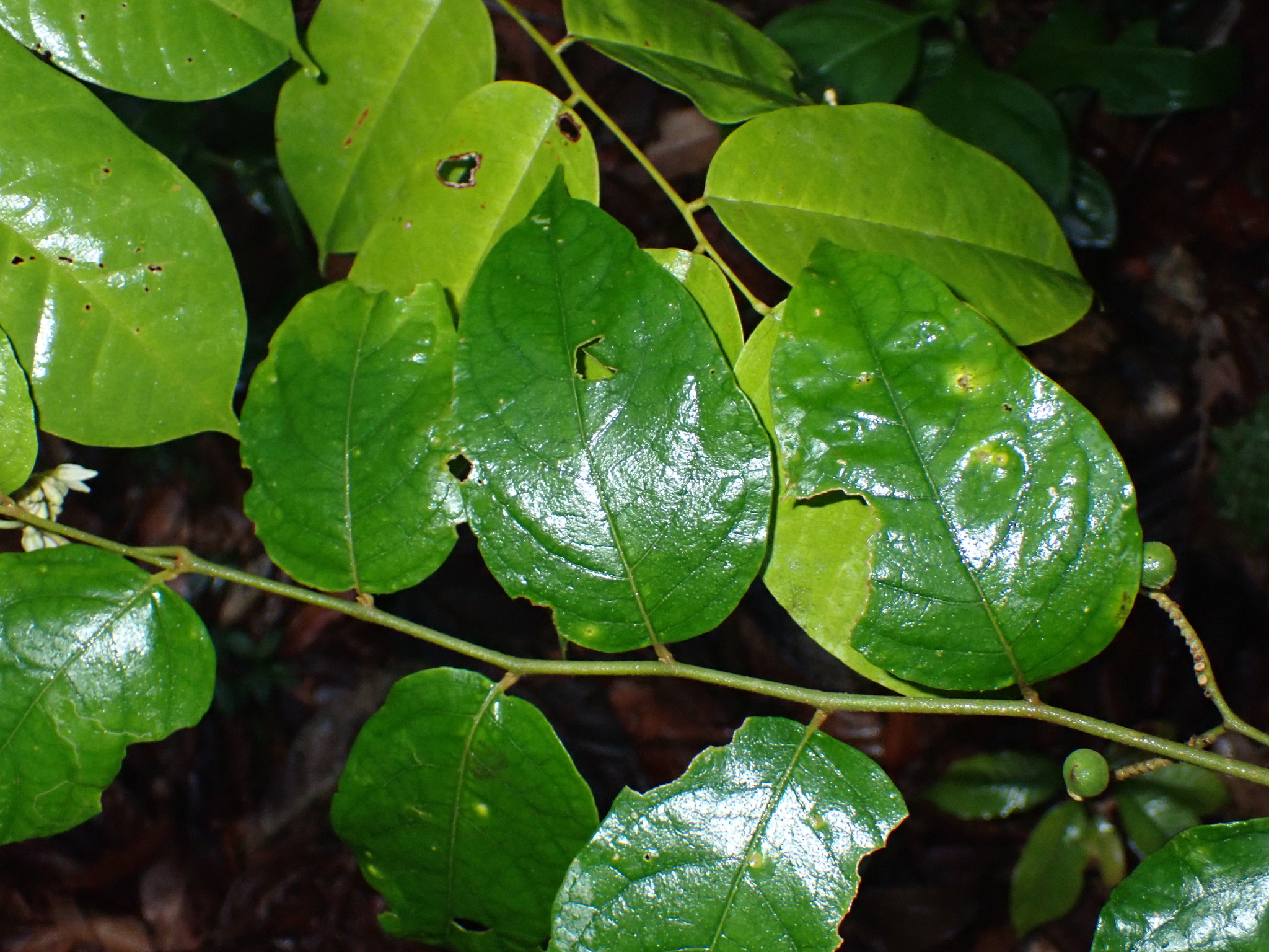 Imagem de Solanum schlechtendalianum