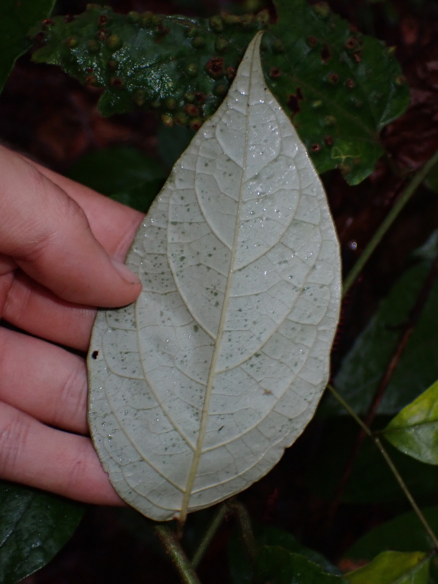 Imagem de Solanum schlechtendalianum