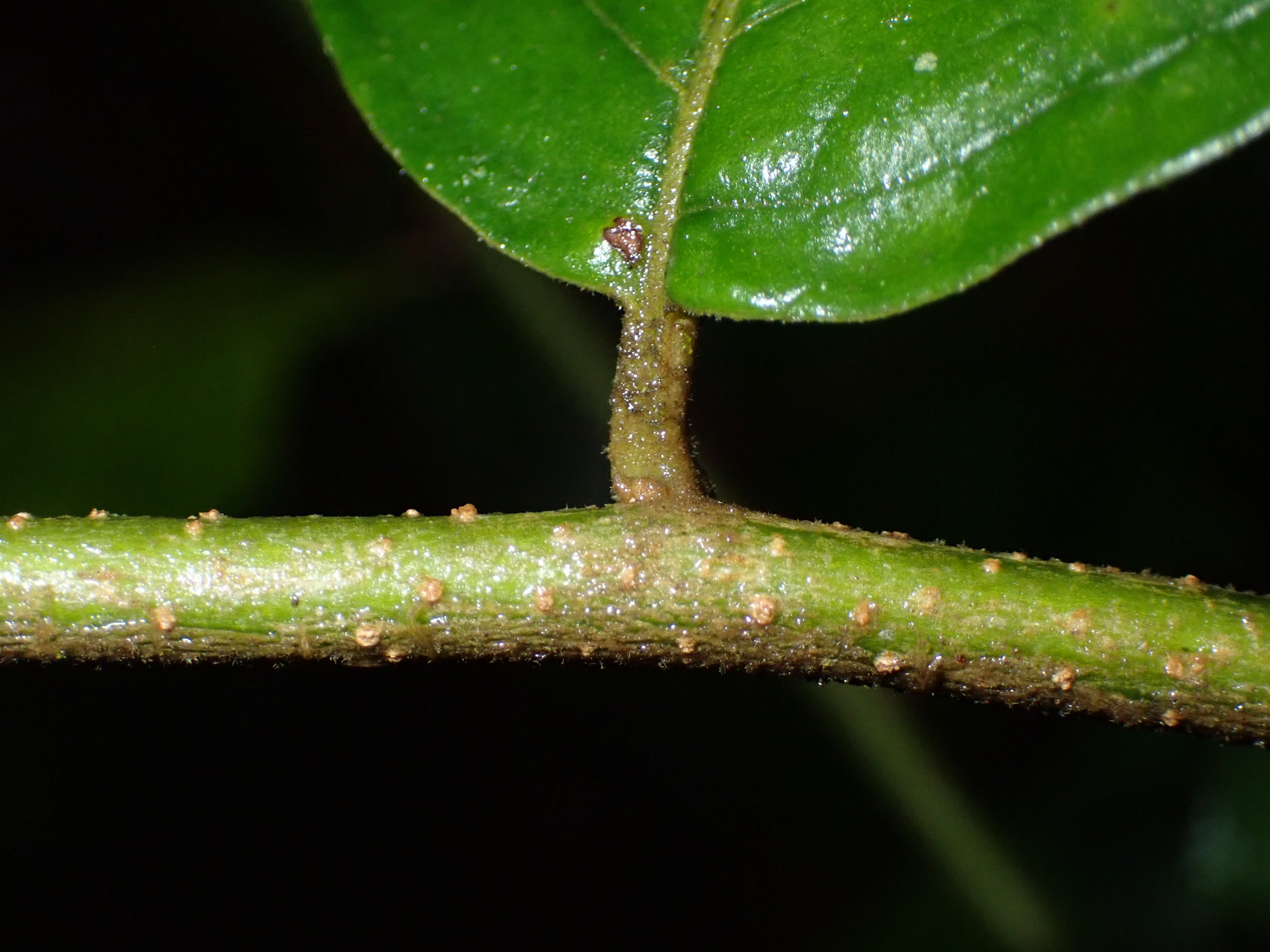 Imagem de Solanum schlechtendalianum