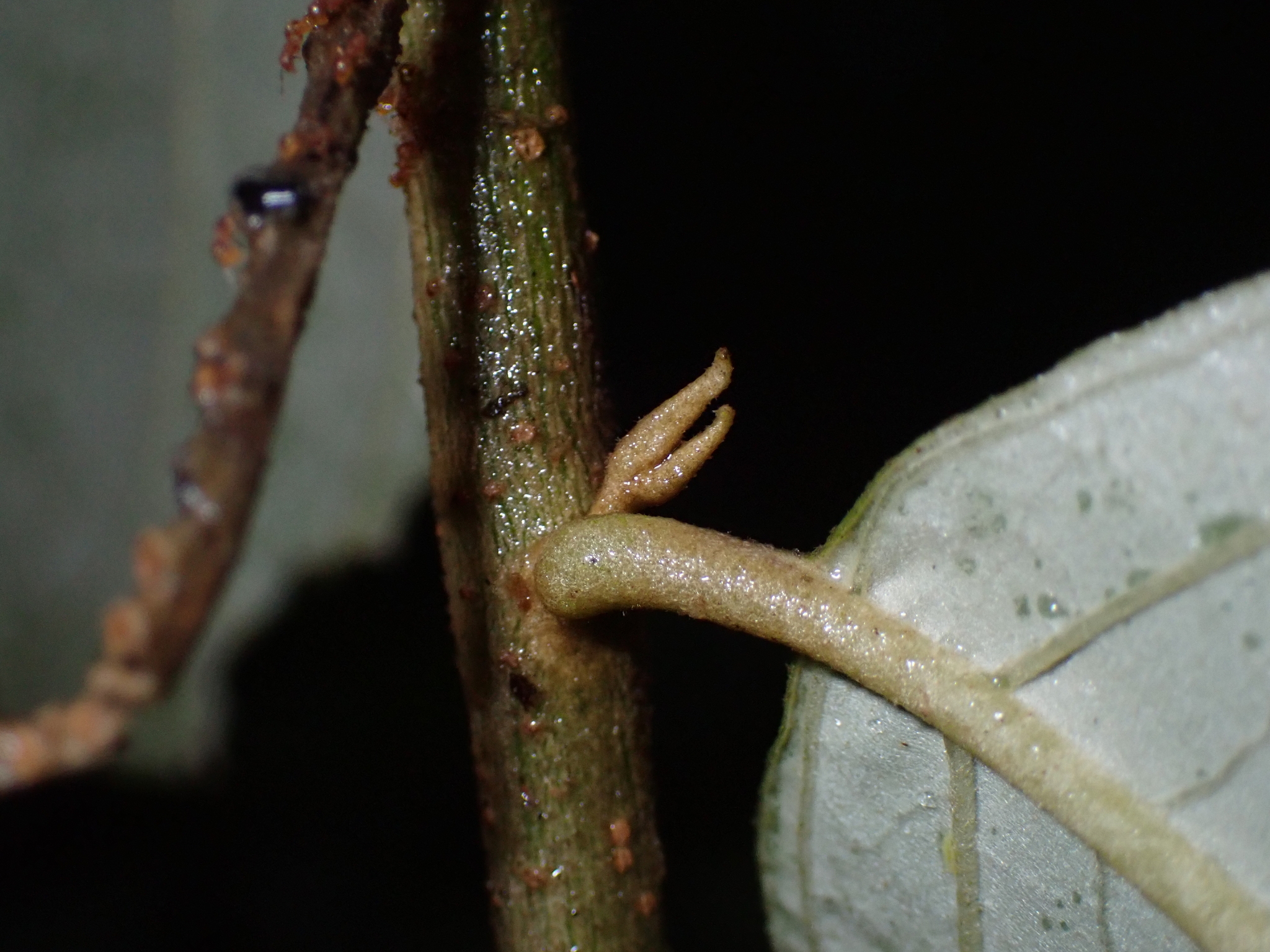 Imagem de Solanum schlechtendalianum