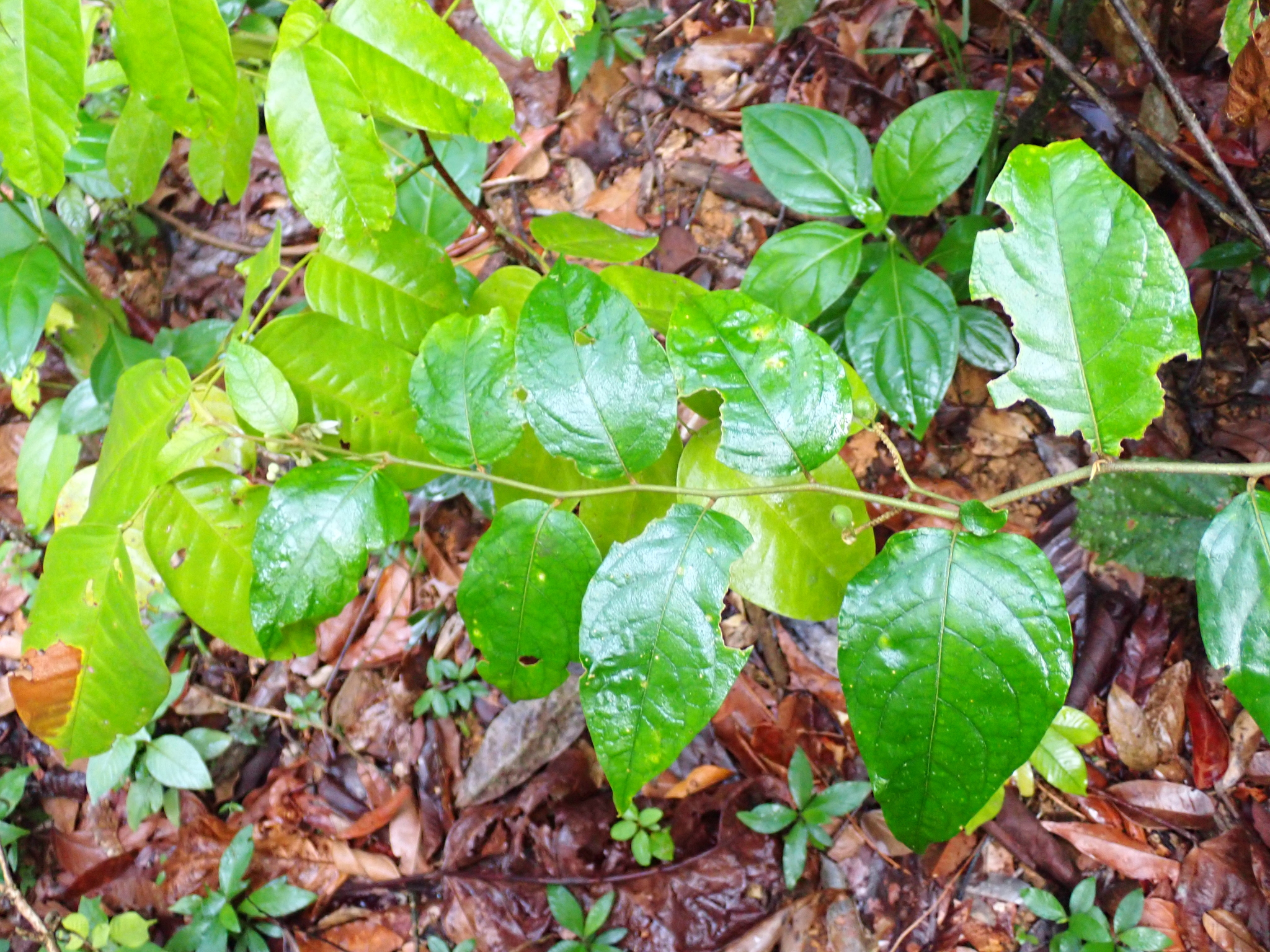 Imagem de Solanum schlechtendalianum