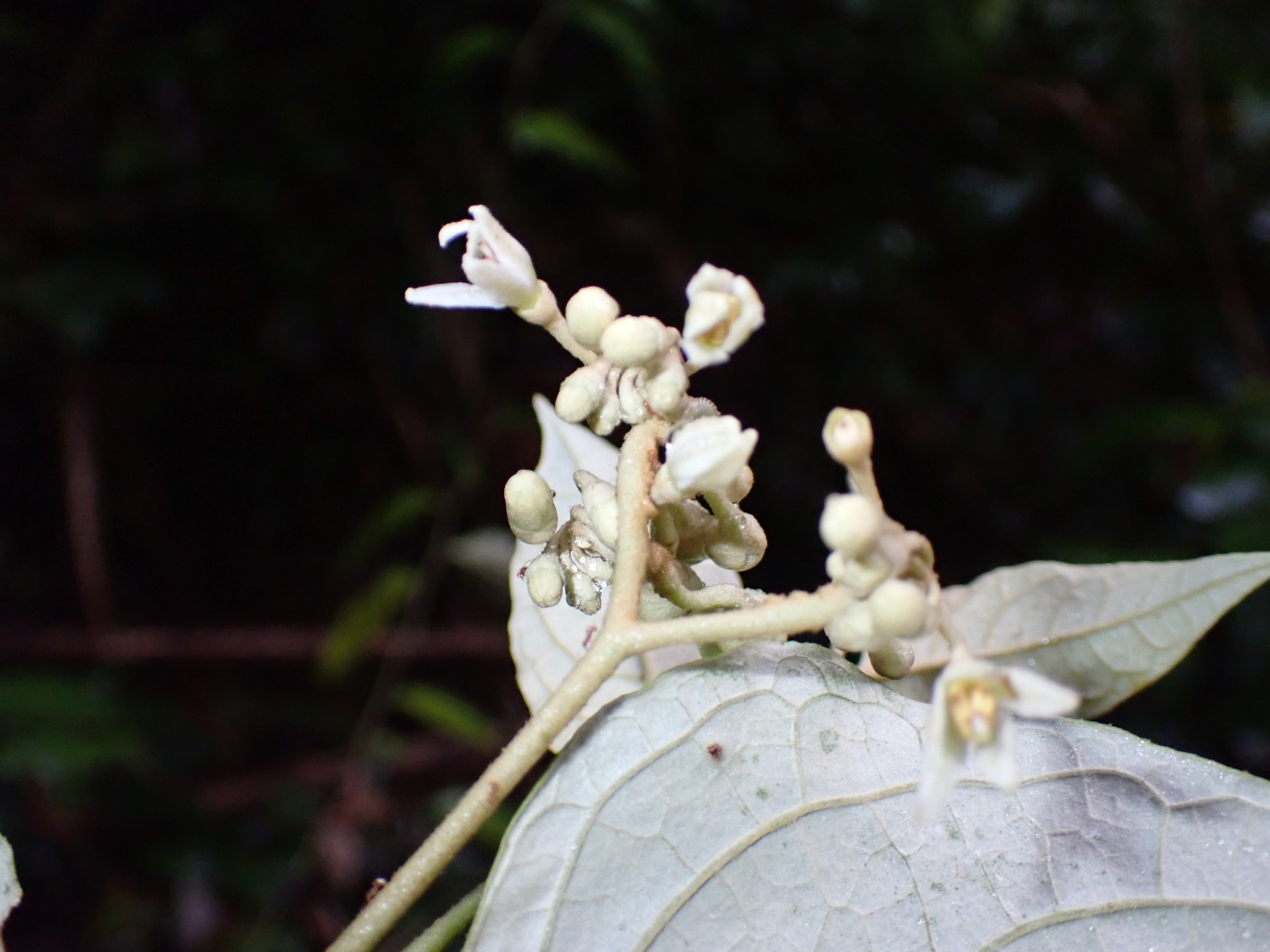 Imagem de Solanum schlechtendalianum