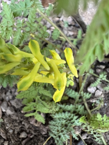 Fern-Leaved Corydalis (Corydalis cheilanthifolia)