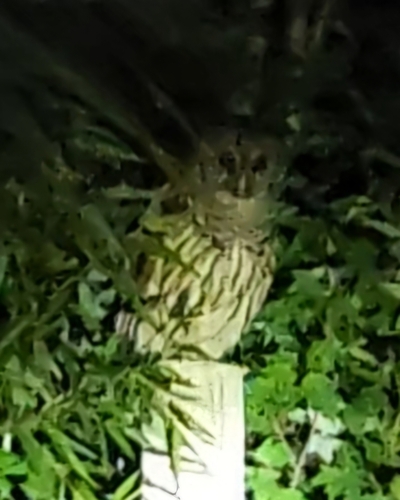 View observation of {o.common_name} on iNaturalist