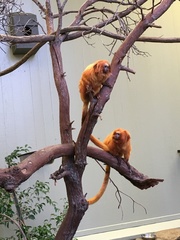 Leontopithecus rosalia