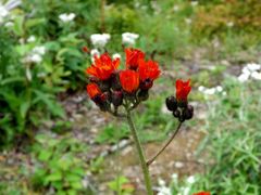 Pilosella aurantiaca