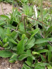 Pilosella aurantiaca