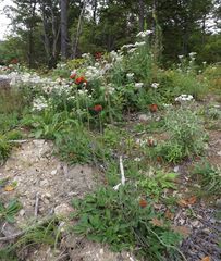 Pilosella aurantiaca