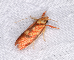 Crepidosceles chryserythra