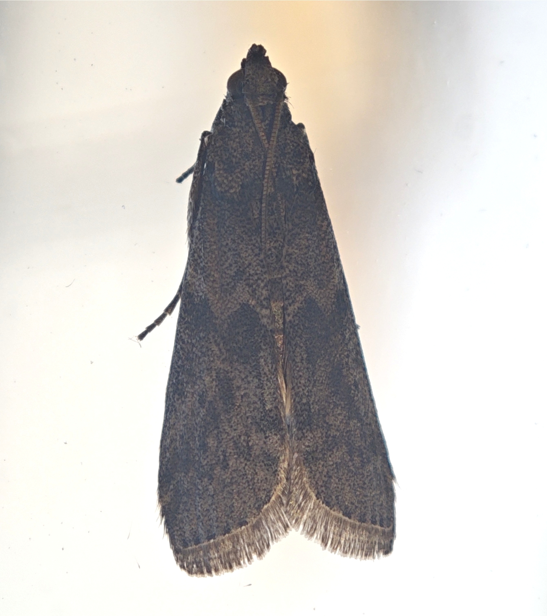 Polilla del Algarrobo
