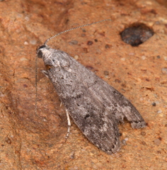 Aphomia baryptera