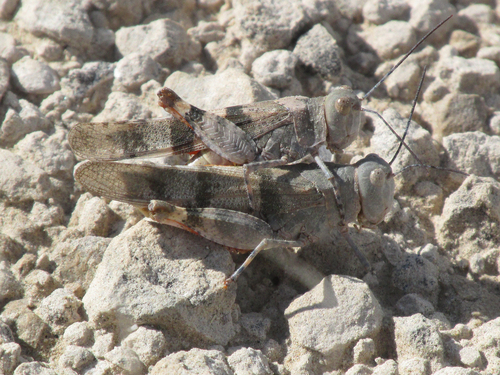 Barren Land Grasshopper