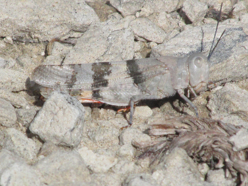 Barren Land Grasshopper