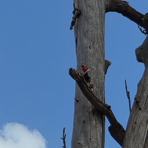 Crimson-crested Woodpecker