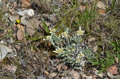 Leontopodium ochroleucum