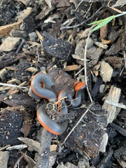 Diadophis punctatus vandenburgii