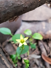 Sebaea leiostyla