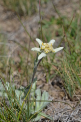 Leontopodium ochroleucum