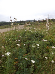 Sanguisorba tenuifolia