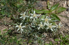 Leontopodium ochroleucum