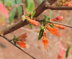 Woodfordia fruticosa