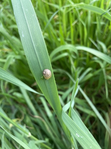 Cantareus apertus