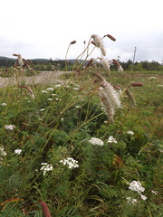 Sanguisorba tenuifolia
