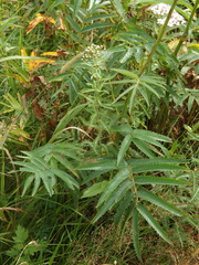 Sanguisorba tenuifolia