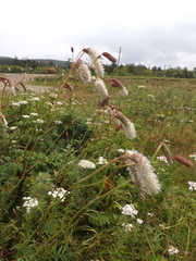 Sanguisorba tenuifolia