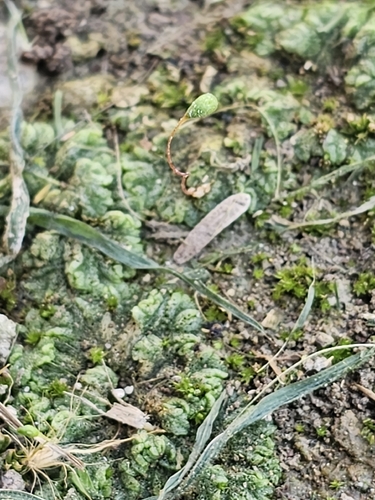 Cavernous Crystalwort (Riccia cavernosa)