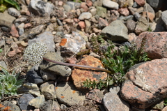 Lomatocarpa albomarginata