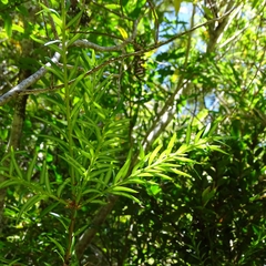 Saxegothaea conspicua