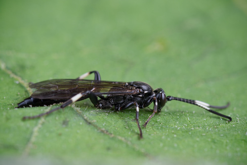 Coelichneumon desinatorius