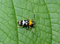 Ochromima marginicollis