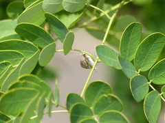 Rubroserrata ecbatana