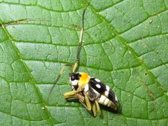Ochromima marginicollis