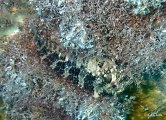 Malacoctenus macropus